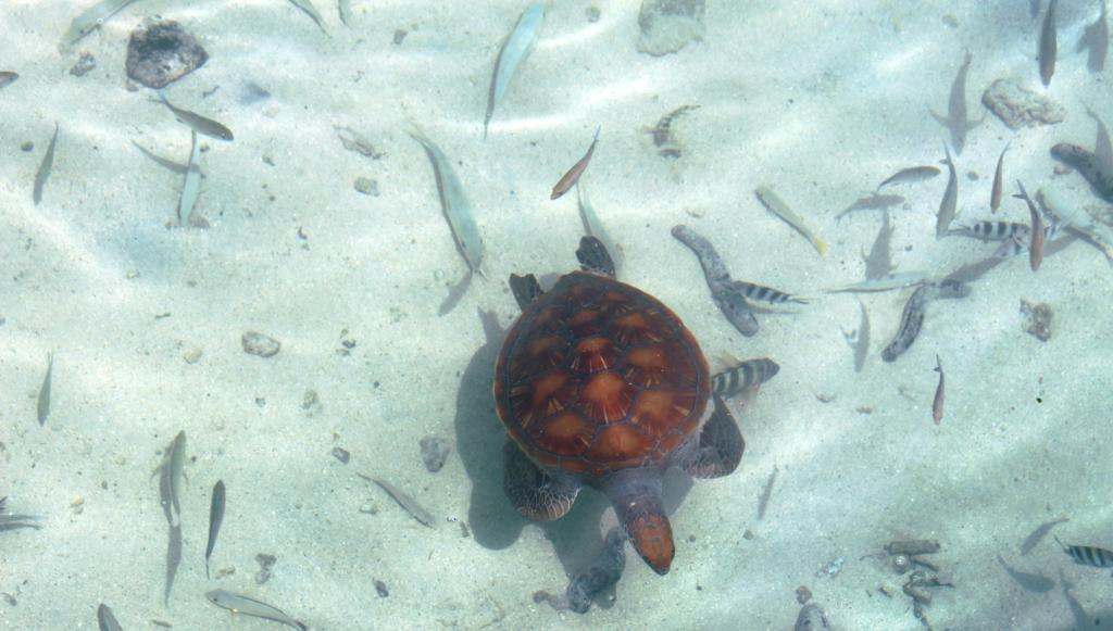 Devenez "photo-identificateur" de tortues en Polynésie