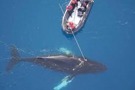 La vie secrète des baleines révélée par des caméras sur leur peau