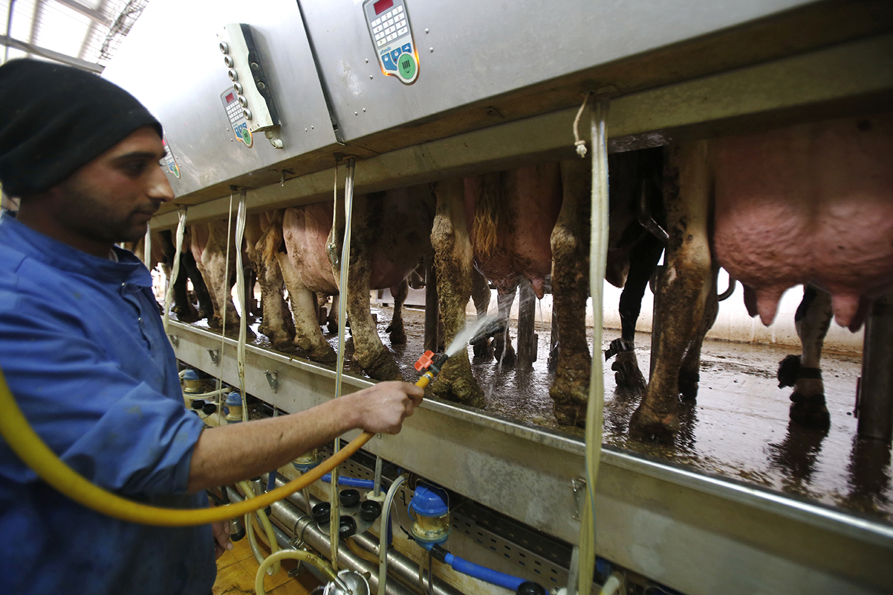 En Cisjordanie, les vaches génèrent une précieuse électricité