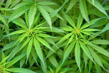 Le Canada se prépare à légaliser le cannabis
