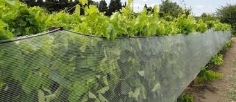 Le vignoble bourguignon déploie son parapluie anti-grêle
