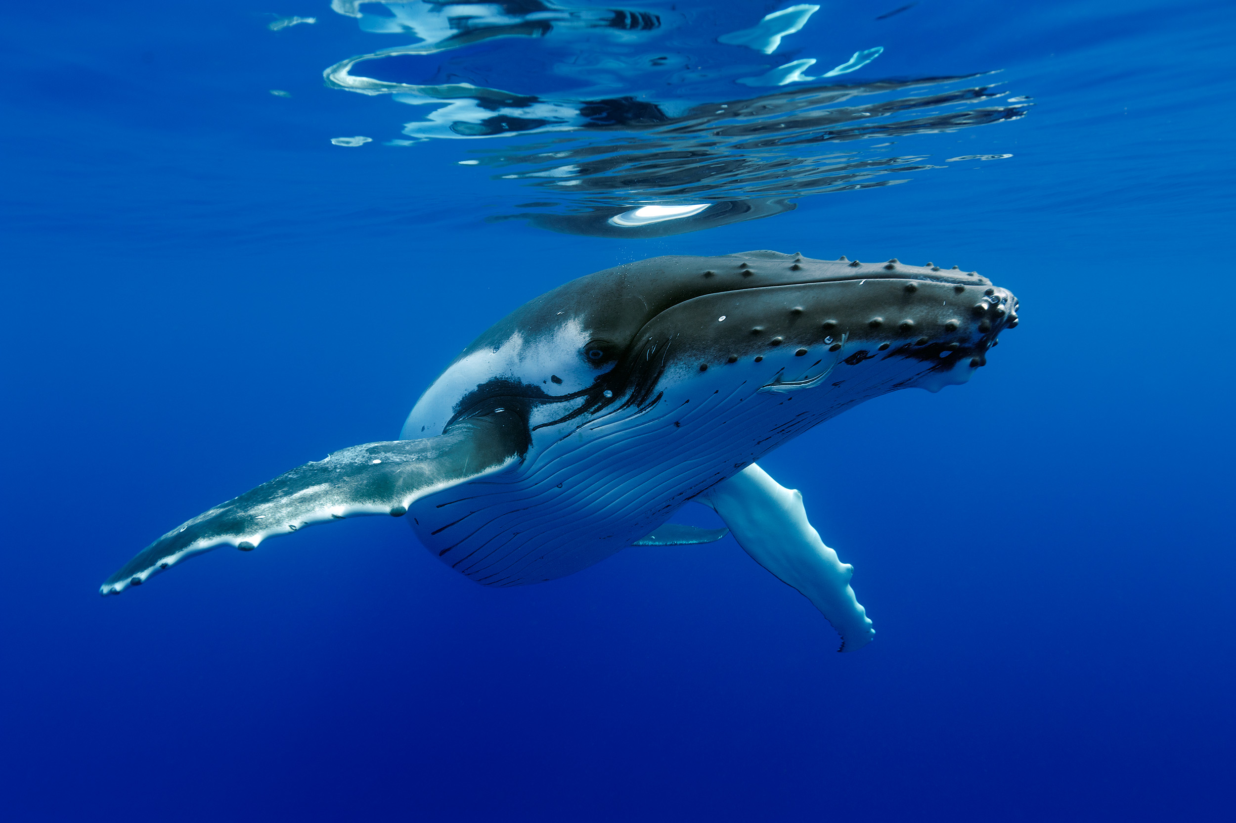 Crédit photo : Sylvain Girardot