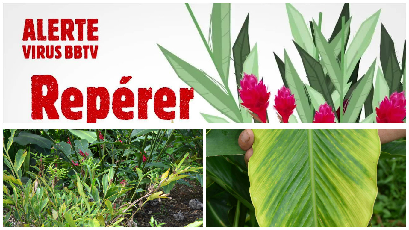 BBTV : l’envoi dans les îles des plantes-hôtes interdit