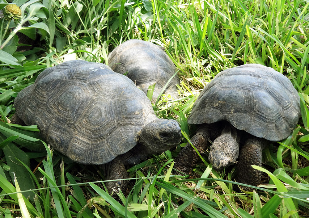 Pérou : 29 tortues des Galapagos saisies à des trafiquants