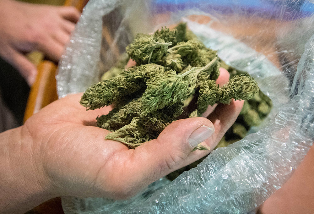 Arrestations pendant une distribution gratuite de cannabis à Washington