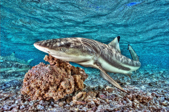 Requin, Photo Sylvain Girardot
