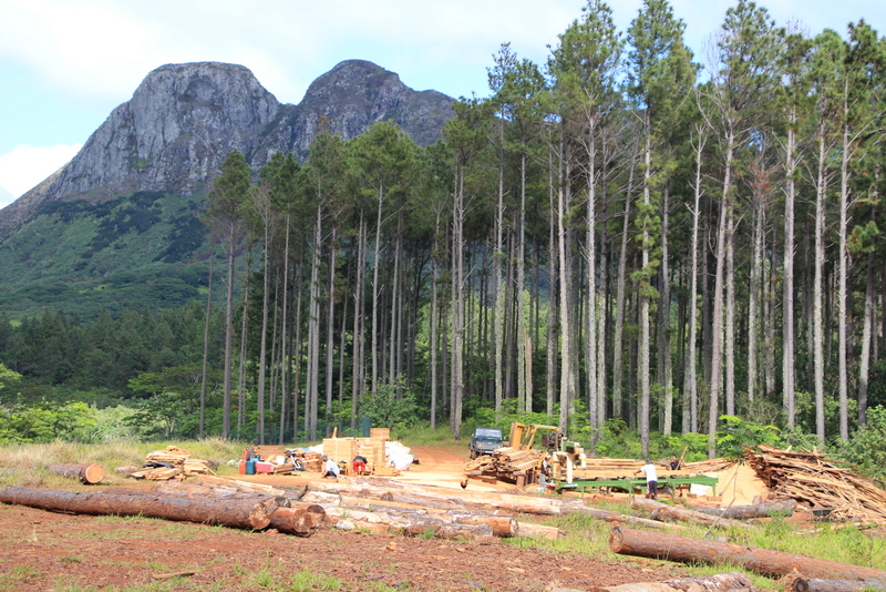 A Tubuai, on recense 170 hectares de pins des caraïbes. Il s’agit d’un gisement estimé de 25 500 m3 en bois de sciage et, potentiellement, une capacité de production annuelle de 850 m3 en bois d’œuvre pour la SAS Tubuai Bois.
