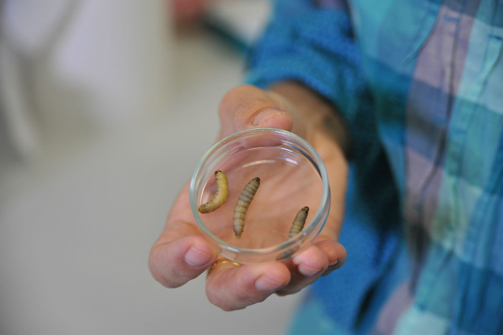 Une larve dévoreuse de plastique, nouvel espoir pour l'environnement