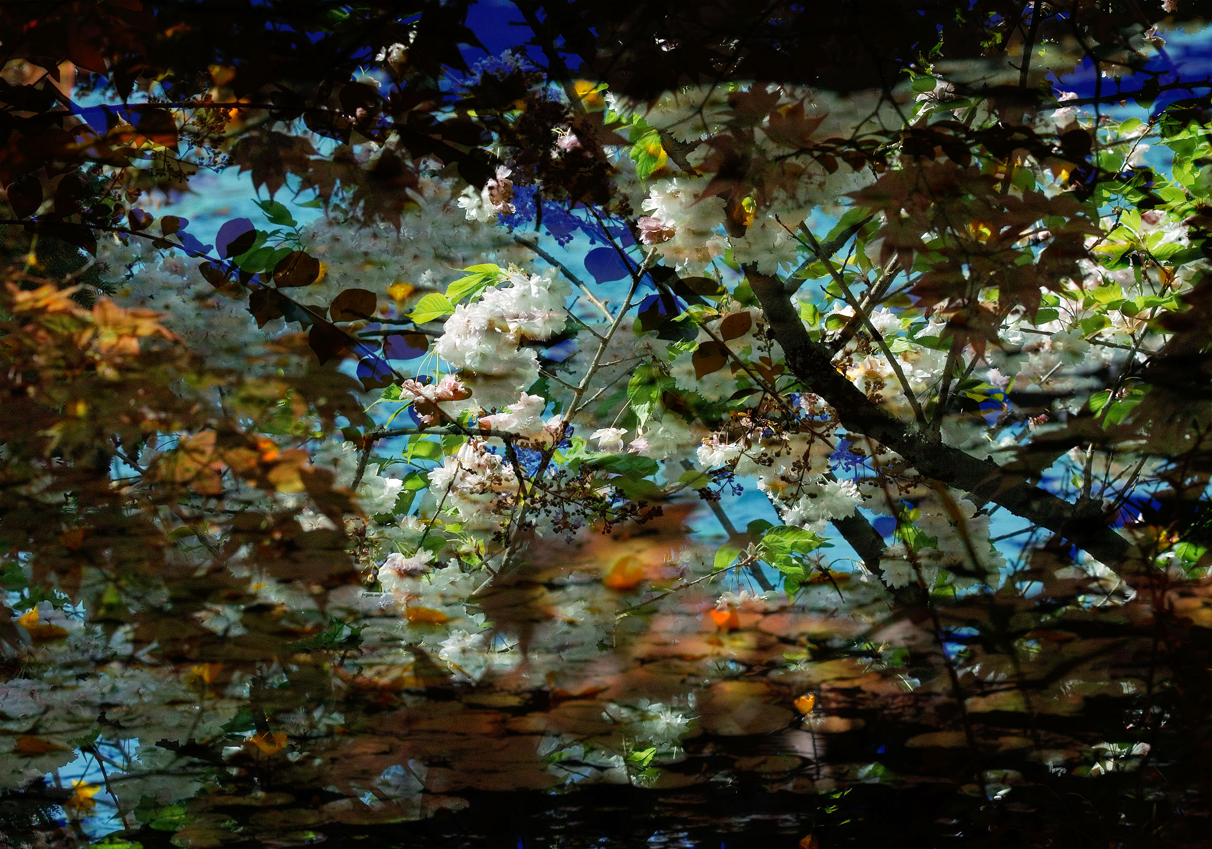 Ces photographies sont tirées de la série "Saison 5", commandée pour une grande exposition au Nexus Hall de Ginza, à Tokyo.