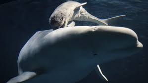 Bébé baleine chuchote pour échapper aux prédateurs