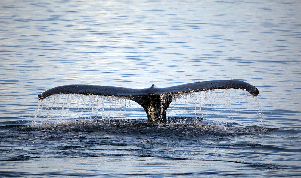 Mortalité inhabituelle de baleines à bosse sur la côte atlantique américaine