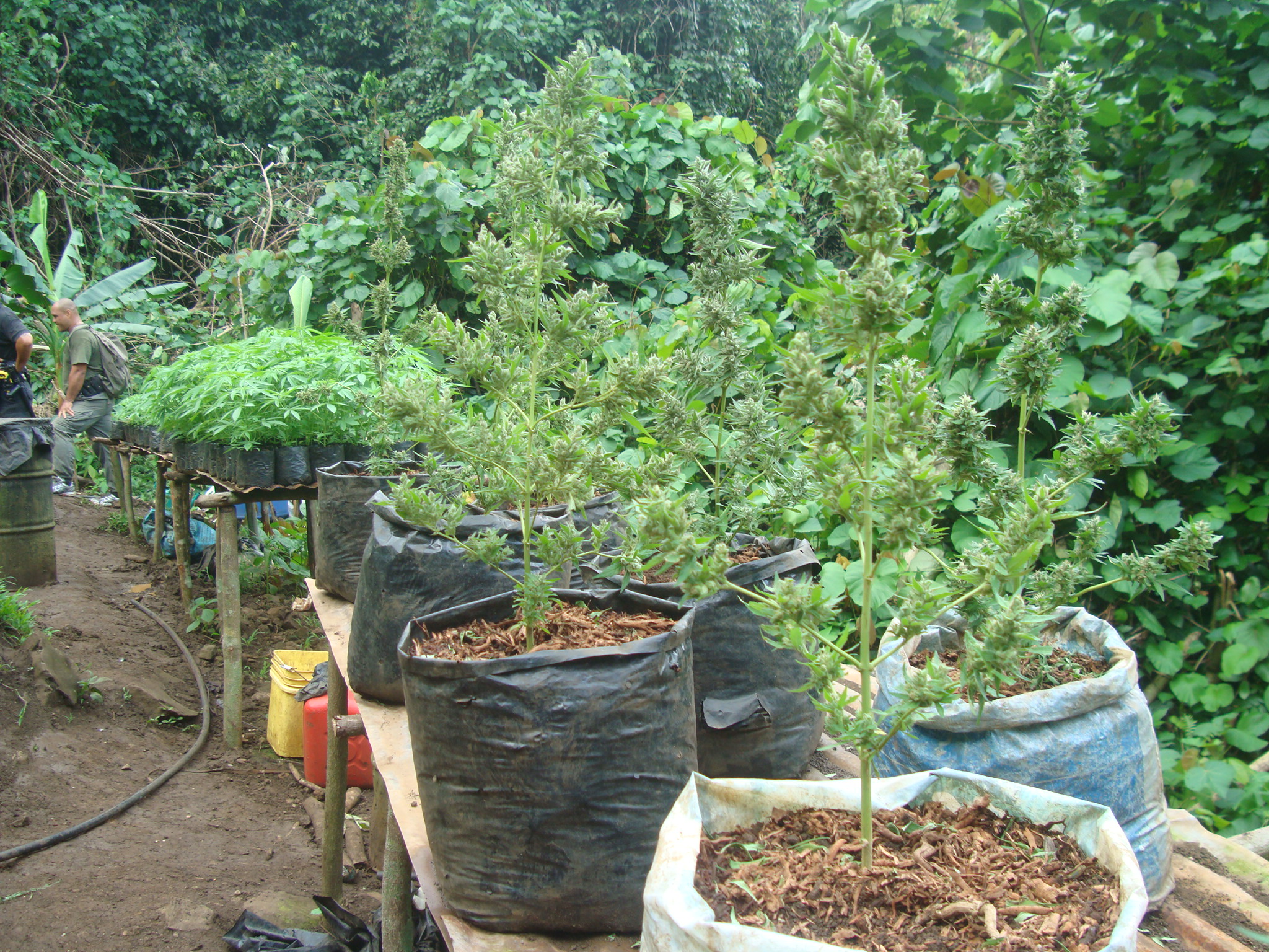 Selon les calculs des enquêteurs, 14 000 pieds de pakalolo auraient été élevés et écoulés par les deux producteurs et leurs complices, générant 110 millions de francs de revenus.