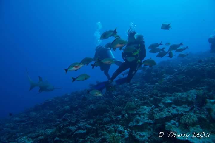 Réforme de la réglementation : Pe'ape'a chez les clubs de plongée