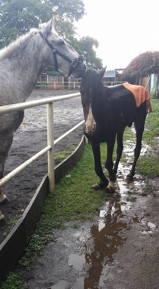 Le cheval cherche encore la compagnie de ses congénères