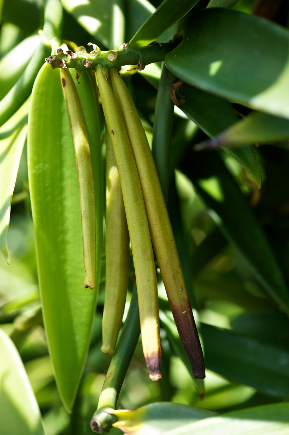 Mieux comprendre: La Vanille de Tahiti