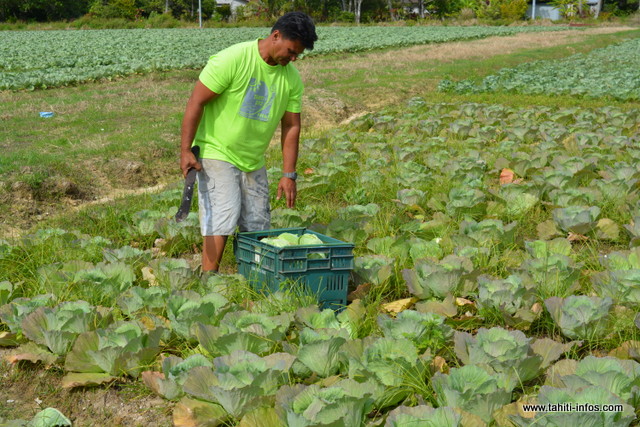 "Sur une superficie de quatre hectares, j'ai planté 120 000 pieds de choux pour une récolte de 80 tonnes. Je les ai laissés en terre pendant deux mois. Normalement, les choux, on les coupe deux mois et 20 jours après. En deux mois, ils sont gros mais légers, et si on les laisse encore 15 jours, ils prendront du poids", explique Taina Viriamu.