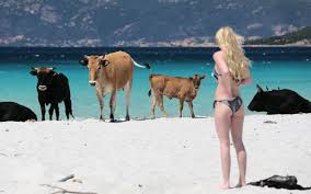 France : en Corse, une cohabitation pas toujours pacifique entre touristes et bovins sur la plage