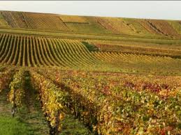 Des viticulteurs vont planter des vignes résistantes au mildiou et à l'oïdium