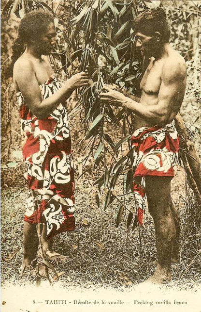 Mariage de la vanille, les fleurs devant être fécondées manuellement, en 1920. Carte colorisée, photo Bopp.
