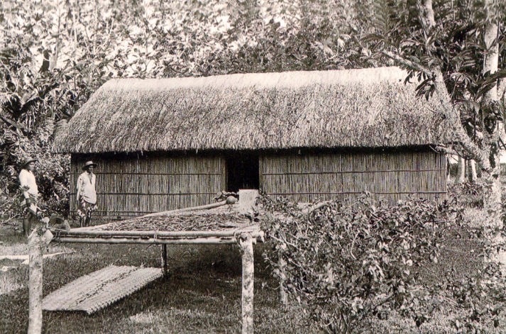 Séchage de la vanille, devant un fare aux murs de bambous et une toiture en pandanus, vers 1900.