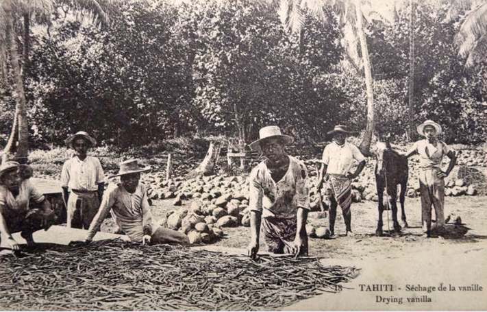 Séchage de la vanille aux Iles-Sous-Le-Vent ou à Moorea. Vers 1920.