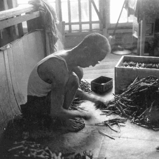 Triage de la vanille.