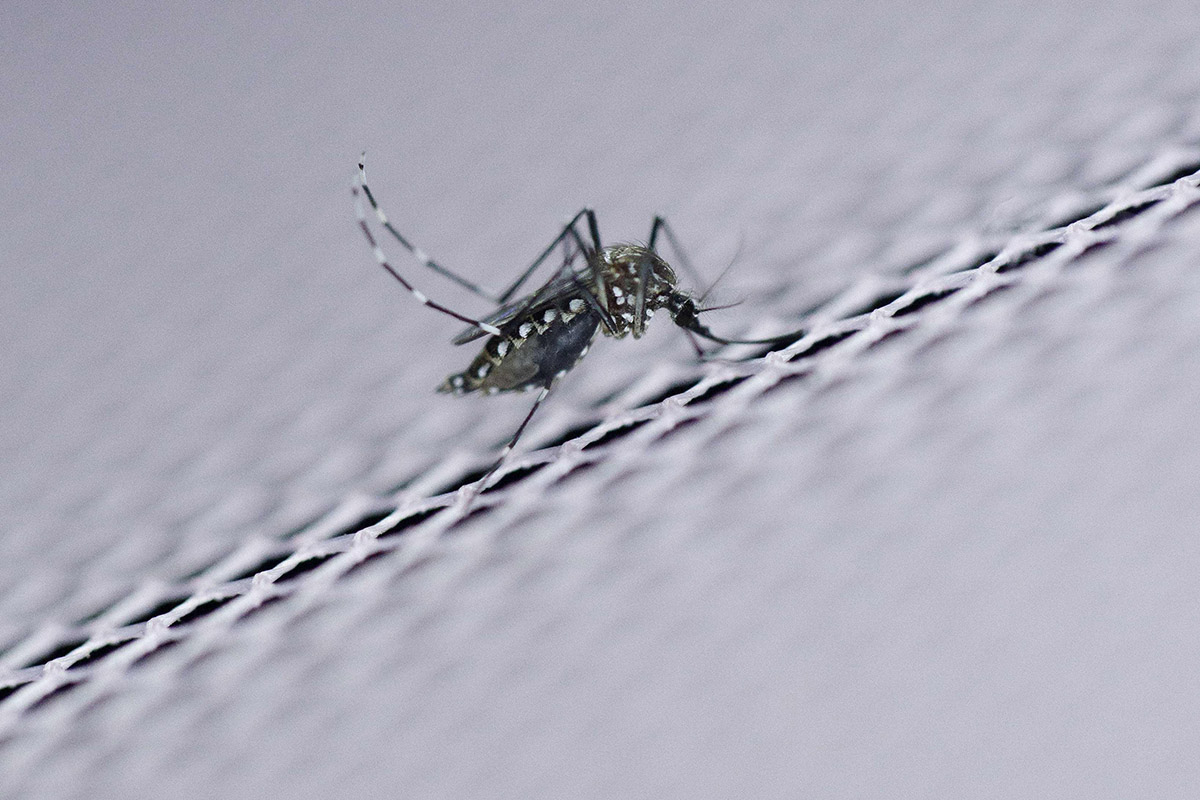 En Guadeloupe, un bilan de la gestion de l'épidémie de Zika en demi-teinte
