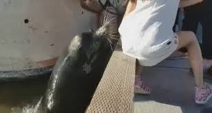 Canada: la scène d'une fillette happée par une otarie devient virale