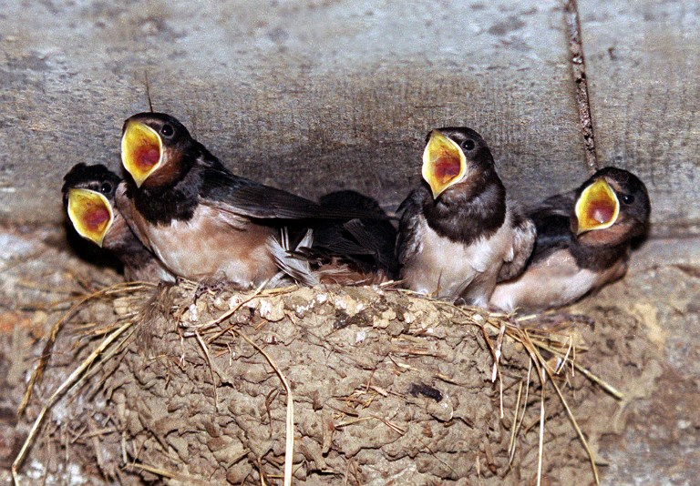 A Languidic, le plus grand centre de soins pour animaux sauvages ne désemplit pas