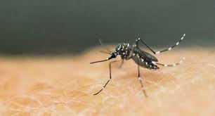 Un bébé de 6 mois meurt de la dengue en Nouvelle-Calédonie