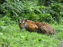 Une gardienne de zoo tuée par un tigre en Grande-Bretagne