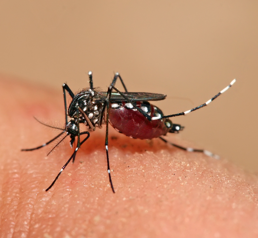 La dengue sévit à Tahiti, Moorea et Raiatea