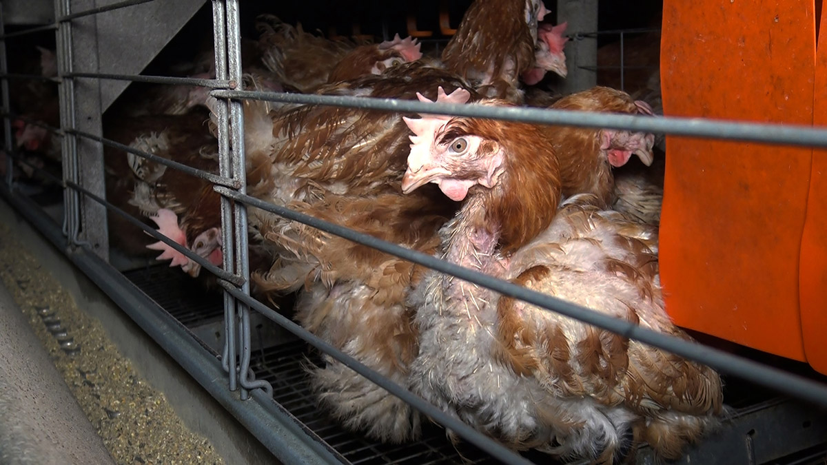 L214 met en cause un élevage de poules vendéen et interpelle Panzani