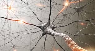 Sclérose en plaques: la piste de la réparation des neurones