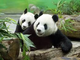 Deux pandas géants font leurs premiers pas aux Pays-Bas