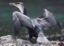 Malformations osseuses: espoir de nouveaux traitements grâce aux cormorans des Galapagos