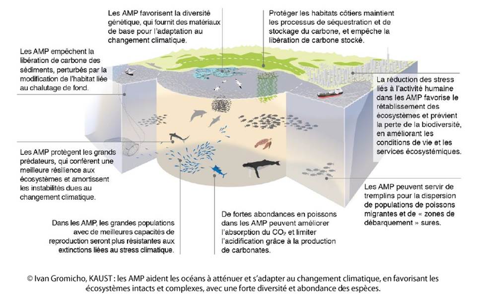 Les AMP favorisent aussi l'adaptation des populations marines et humaines. Ces résultats seront présentés lors de la conférence internationale des océans, organisée à l'ONU du 8 au 9 juin.