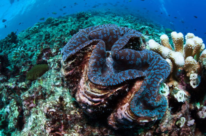 Carnet de voyage - Océanie : les sites déjà classés par l’Unesco en attendant Taputapuatea…