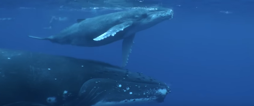 Après un premier opus appelant à la protection des tortues, Pheal'N a réalisé cette fois un clip en l'honneur des baleines.