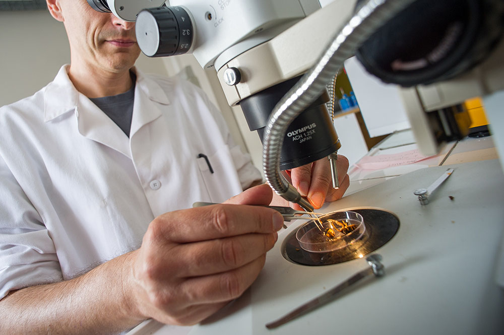 Iles et côtes, terres d'accueil des espèces envahissantes