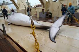 Le Japon lance une nouvelle campagne de chasse à la baleine