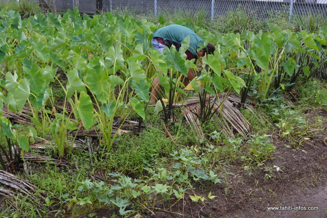 Et les tubercules seront aussi mis en vente la semaine prochaine.