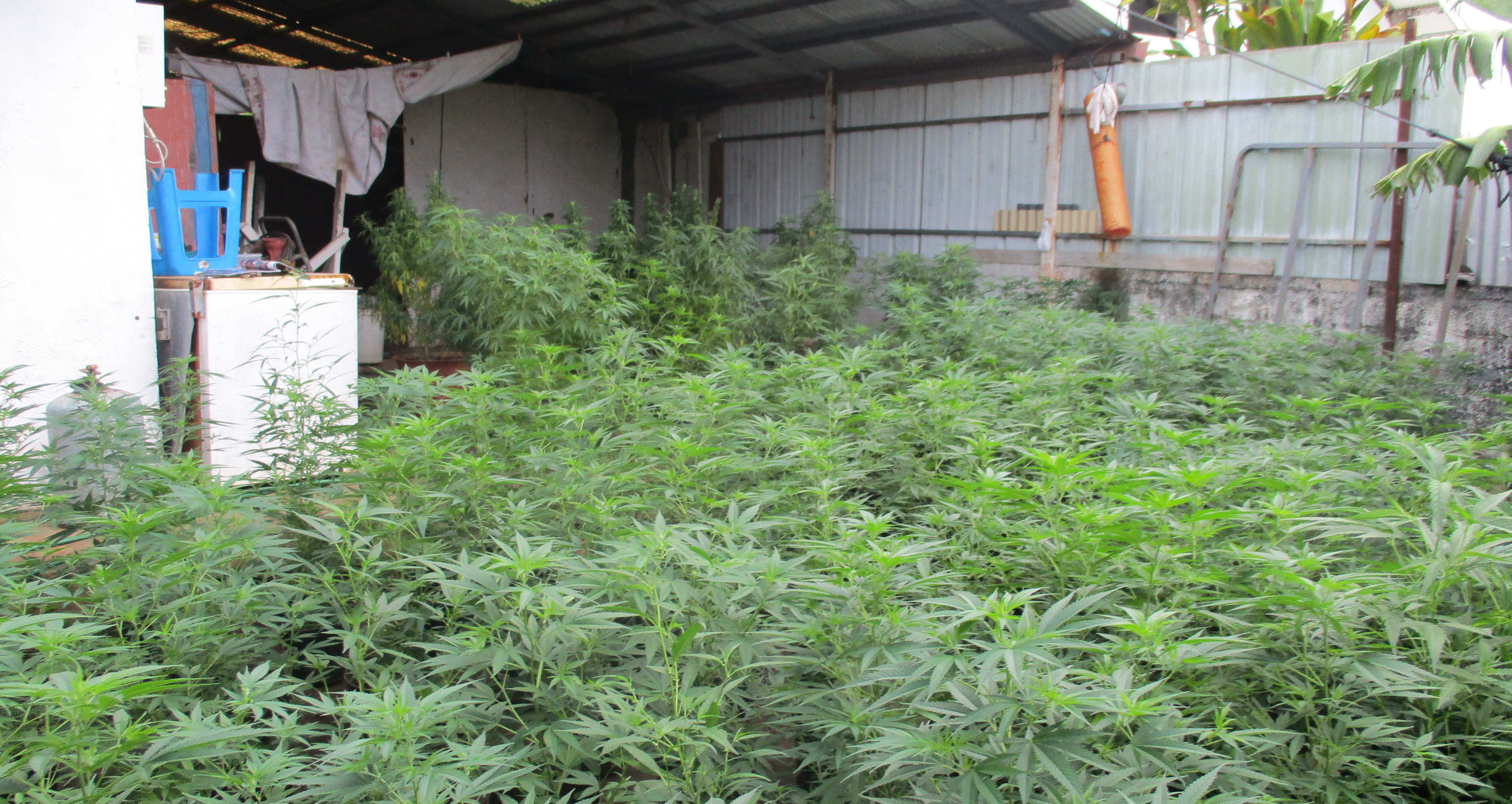 406 plants de cannabis découverts à Punaauia