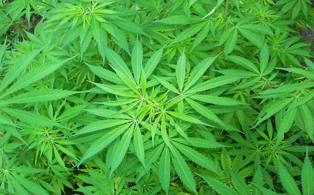 Avec la légalisation du cannabis, les animaux veulent planer aussi