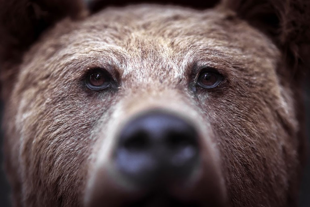 Un adolescent américain tué par un ours durant une course en Alaska