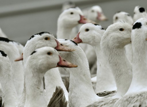 Crise aviaire: 2017 à un niveau "historiquement bas" pour le foie gras en France et en Europe (Cifog)
