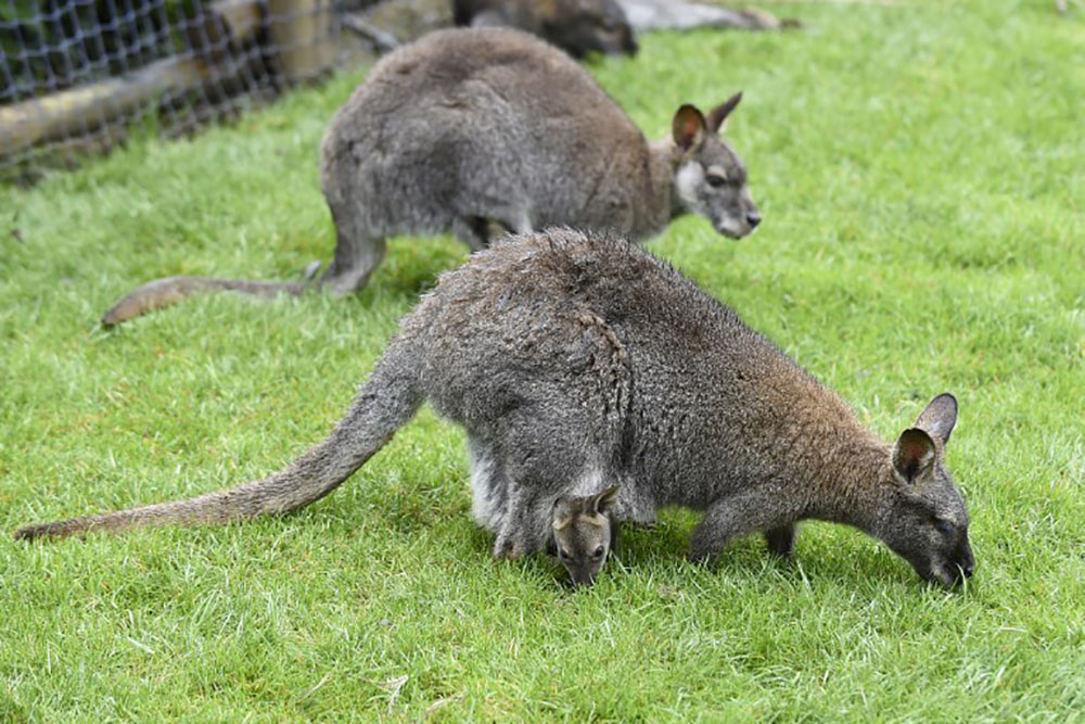 Pays-Bas: un wallaby errant fait bondir le coeur d'une ville