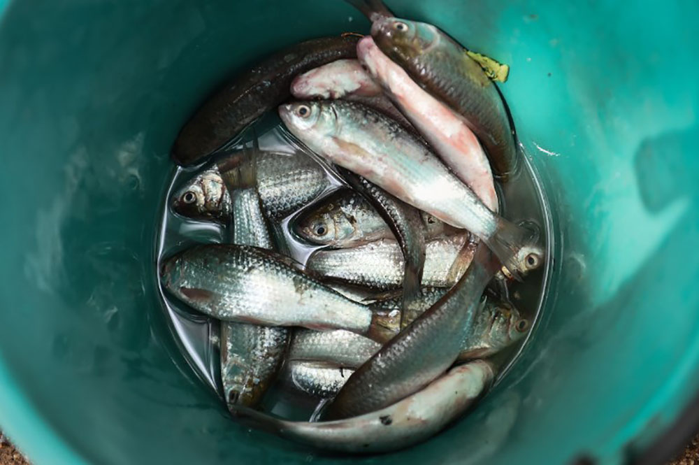 Santé contre tradition: les médecins thaïs combattent un plat de poisson cancérigène