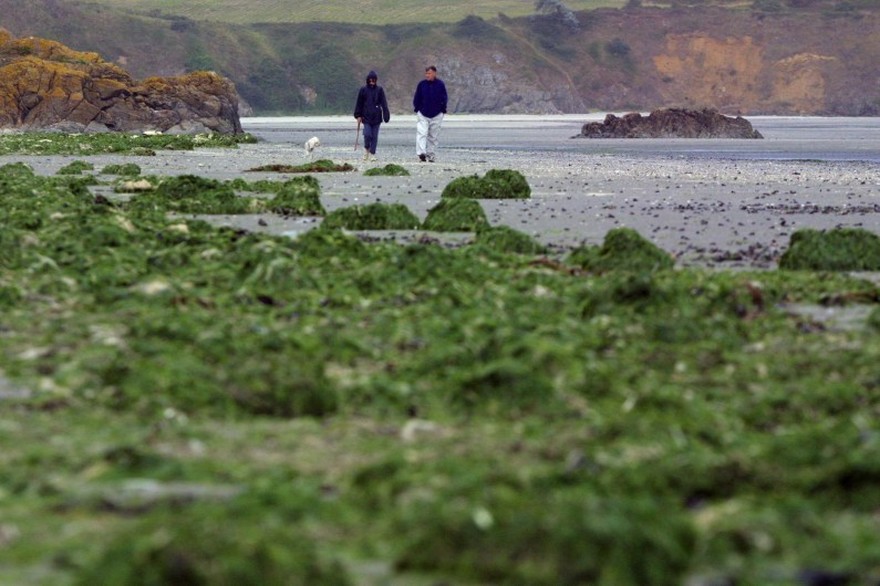 Une plage recouverte d'algues vertes, le 16 septembre 2001 près de Saint-Brieuc. La prolifération de ces algues serait due à la pollution des eaux par les nitrates (archives) Crédit : AFP / FRED TANNEAU