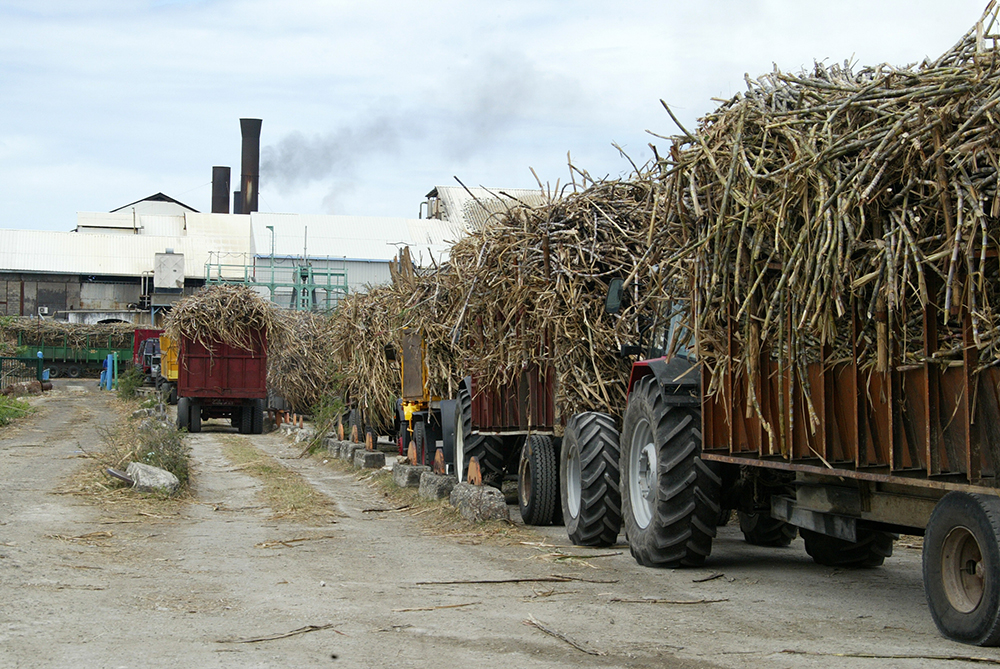 La Réunion: Le prix de la tonne de cannes  enflamme le monde agricole